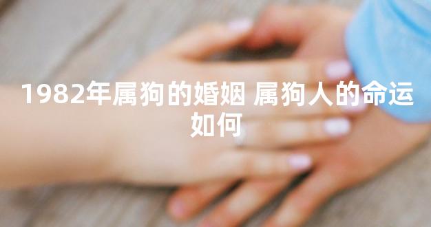 1982年属狗的婚姻 属狗人的命运如何